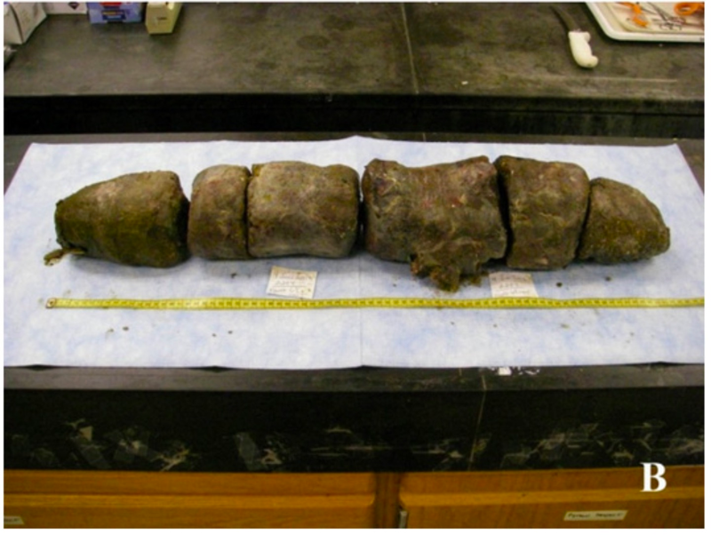 La materia fecal encontrada en el intestino de la serpiente. Imagen: S. M. Boback et al., 2016